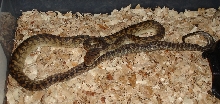Southern scrub python