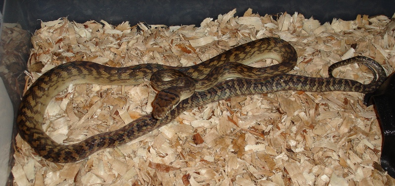 Southern scrub python