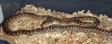 Southern scrub python