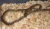 Southern scrub python