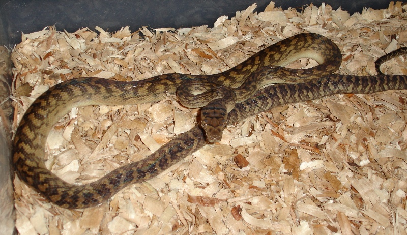 Southern scrub python