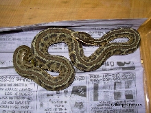 striped korean mamushi