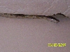 Snakey in my kitchen