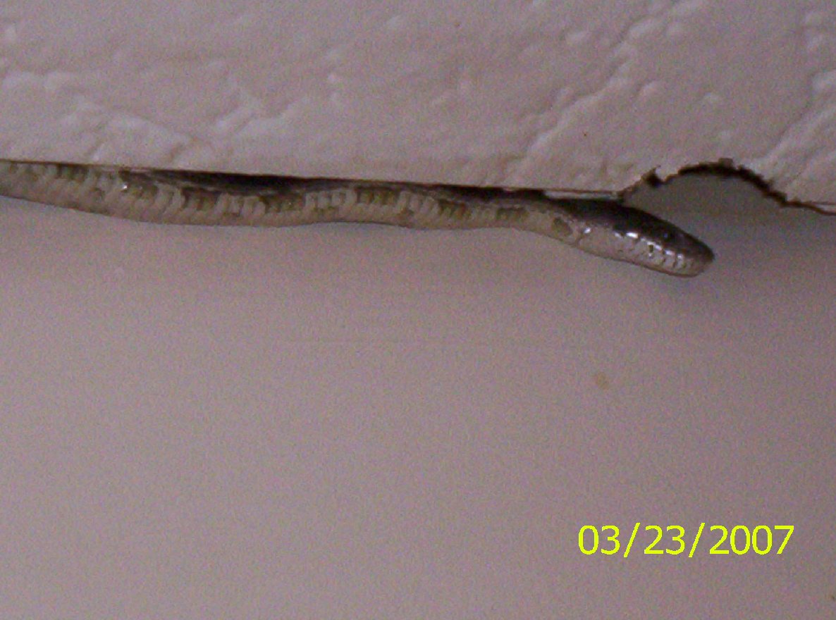 Snakey in my kitchen