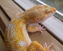 Apollo
