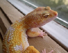 Apollo