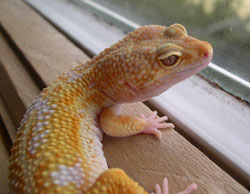 Apollo