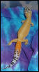 Autumn gravid