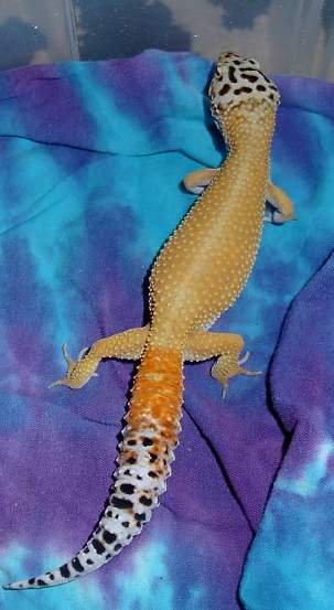 Autumn gravid