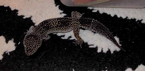 Camo