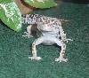 Paris Posing