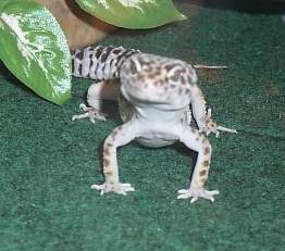 Paris Posing