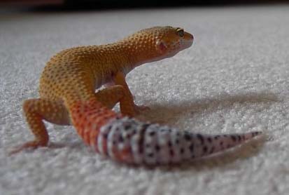 Sunfire