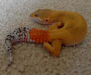 Sunfire