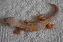 Tangerine Tremper Albino