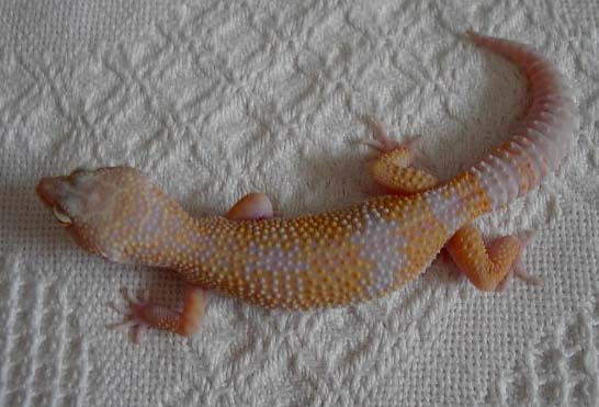 Tangerine Tremper Albino