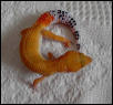 Urban gecko female