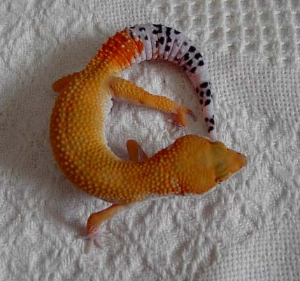 Urban gecko female
