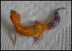 Urban Gecko female 2