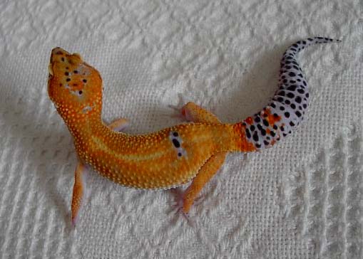 Urban Gecko female 2