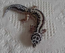Female bold stripe from KN Reptiles