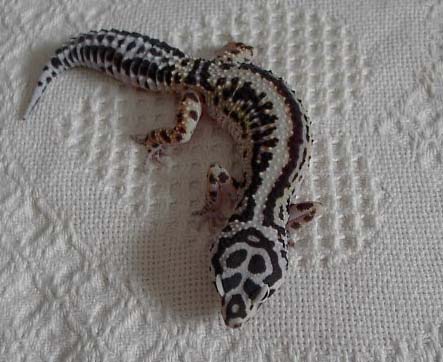 Female bold stripe from KN Reptiles