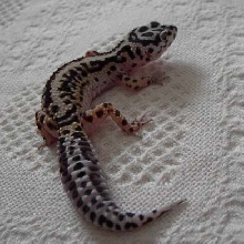 Same female bold stripe