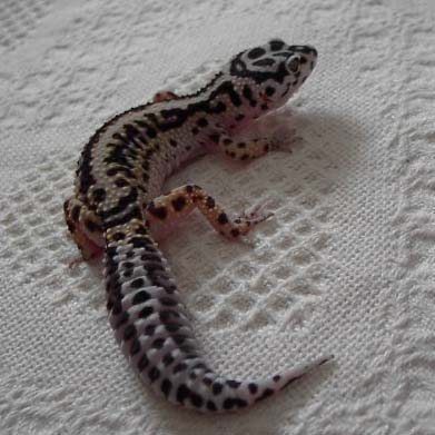Same female bold stripe