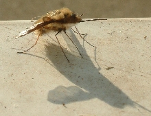 Wasp Mosquito Thingy