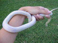 albino2
