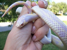 Albino