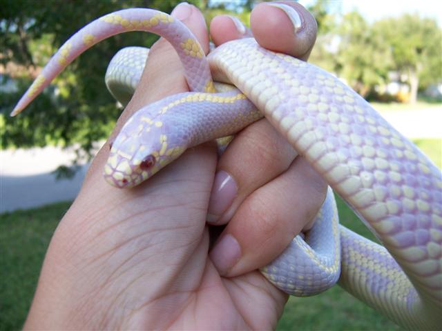 Albino