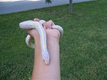 albino