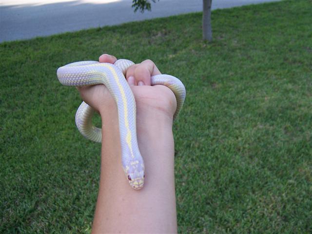 albino