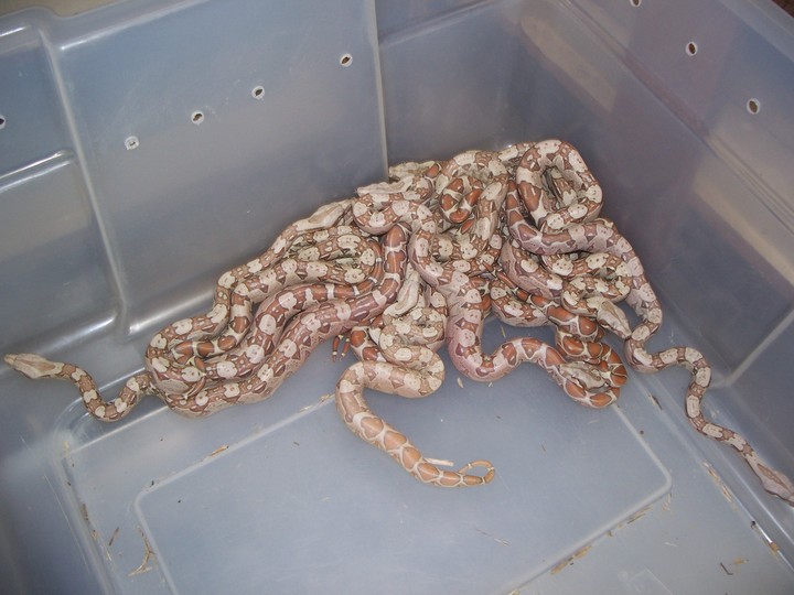 Caramel Albino Colombian Boas 9A