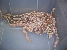 Caramel Albino Colombian Boas 9B