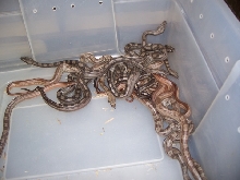 Motley Litter 9A