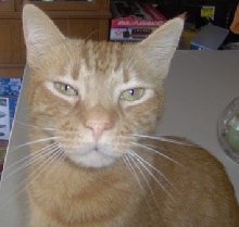 This is Olly