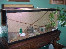geckos new home