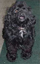 cocker spaniel