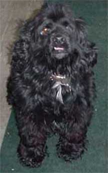 cocker spaniel