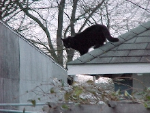 crazy cat