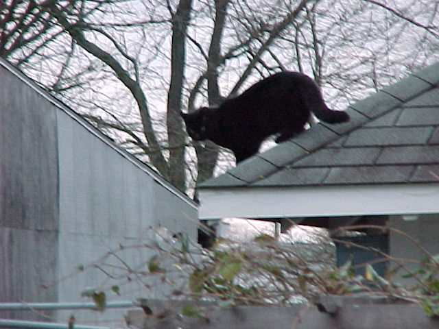 crazy cat