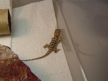 Sandfire hatchling 1