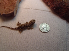 sandfire hatchling 2