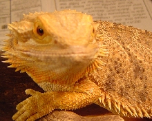 basking