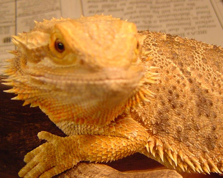basking