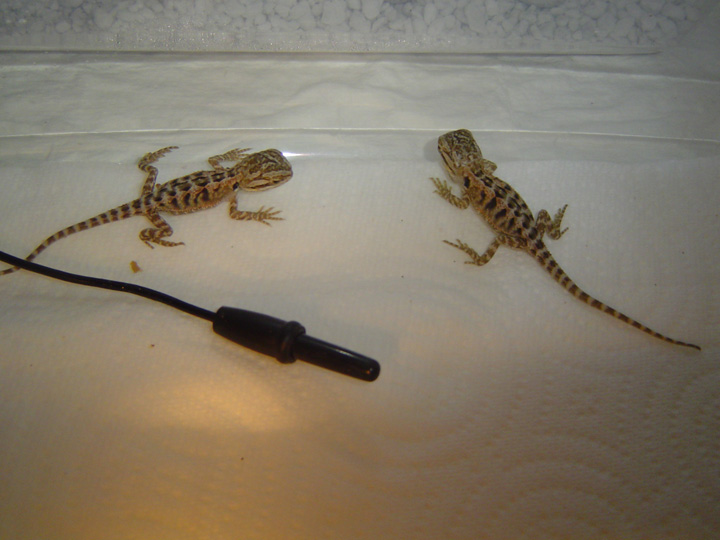 Twins Hatched