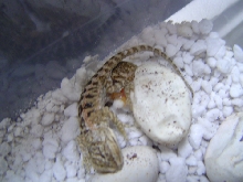 Twins Hatching!