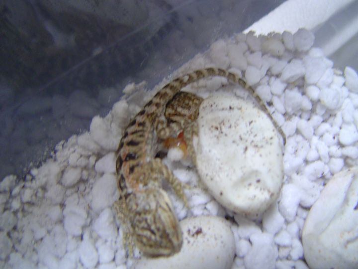 Twins Hatching!